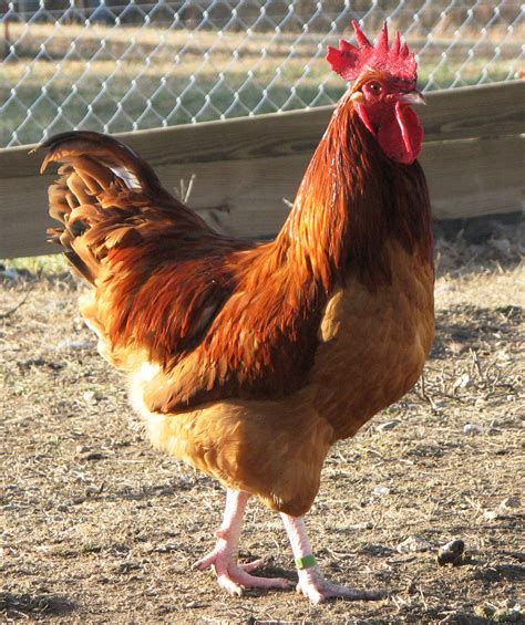 Free chickens near me craigslist. Things To Know About Free chickens near me craigslist. 